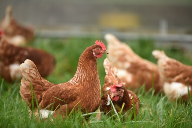 Ternak Ayam