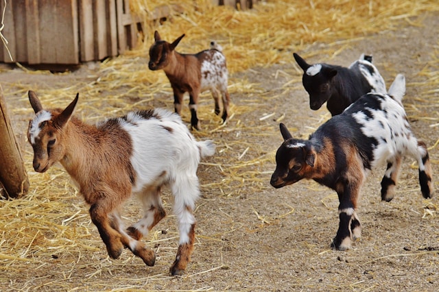 Ternak Kambing